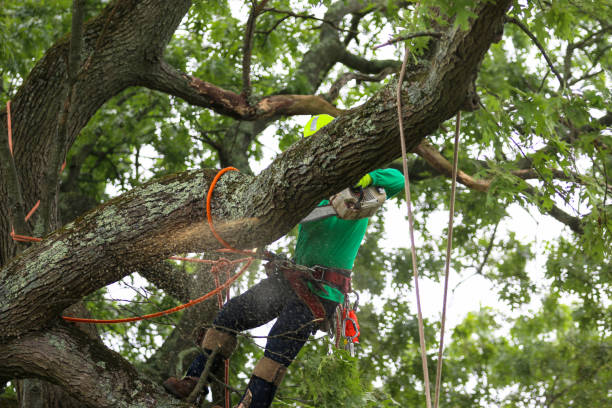 Tree and Shrub Care in Menomonee Falls, WI